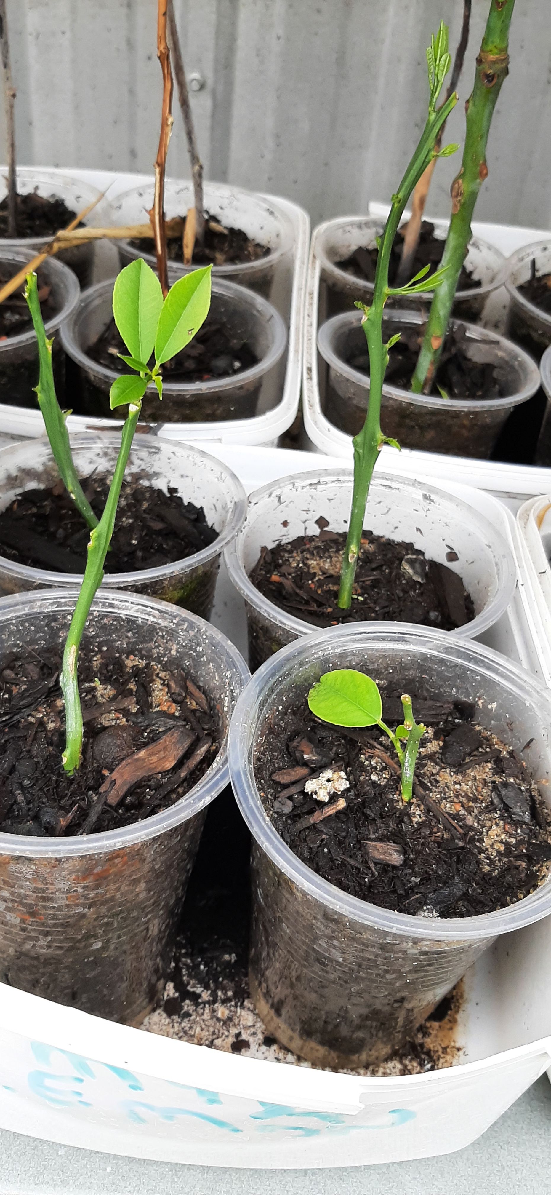 Growing fruit trees from cuttings. bunch