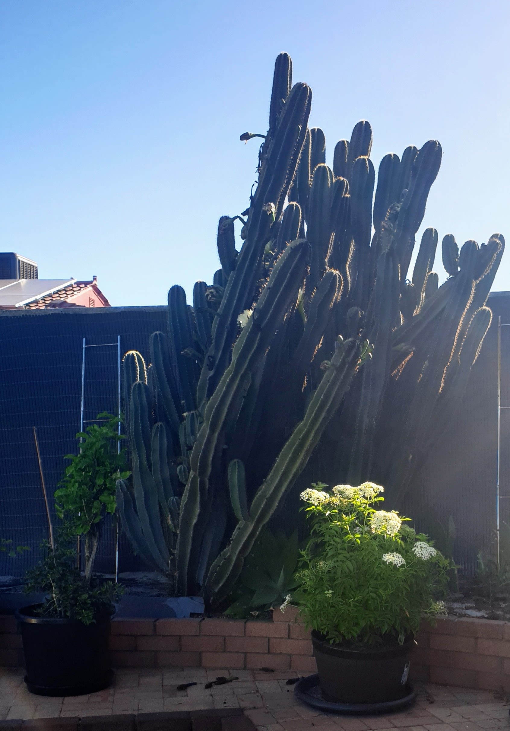Peruvian Apple Cactus | bunch