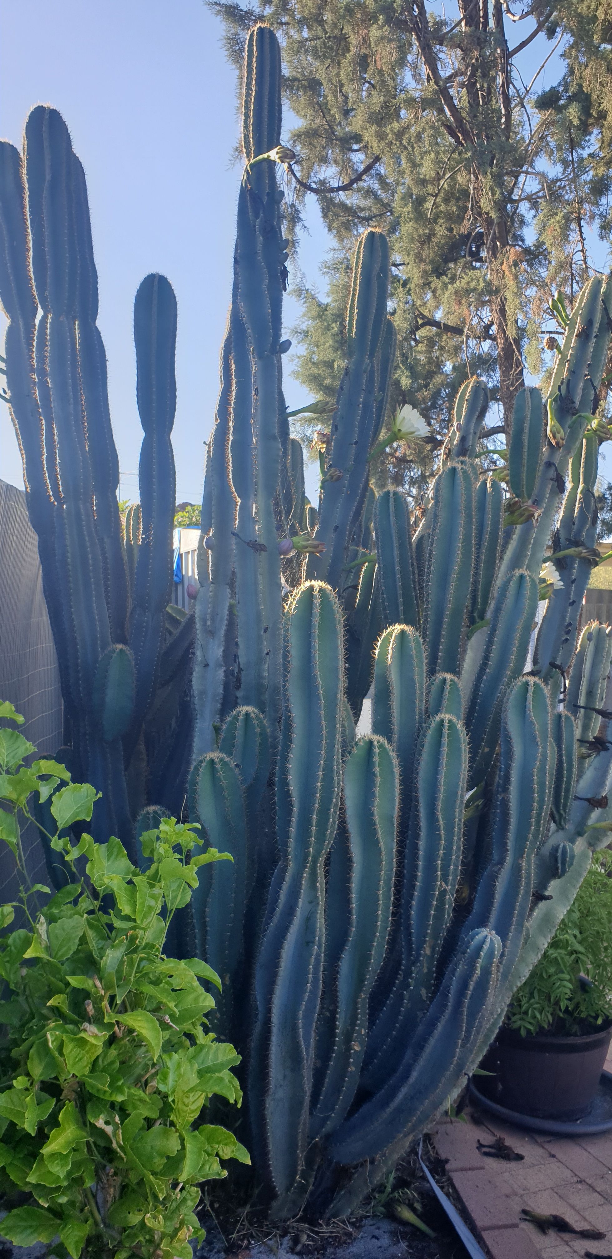 Peruvian Apple Cactus Part 2 | bunch