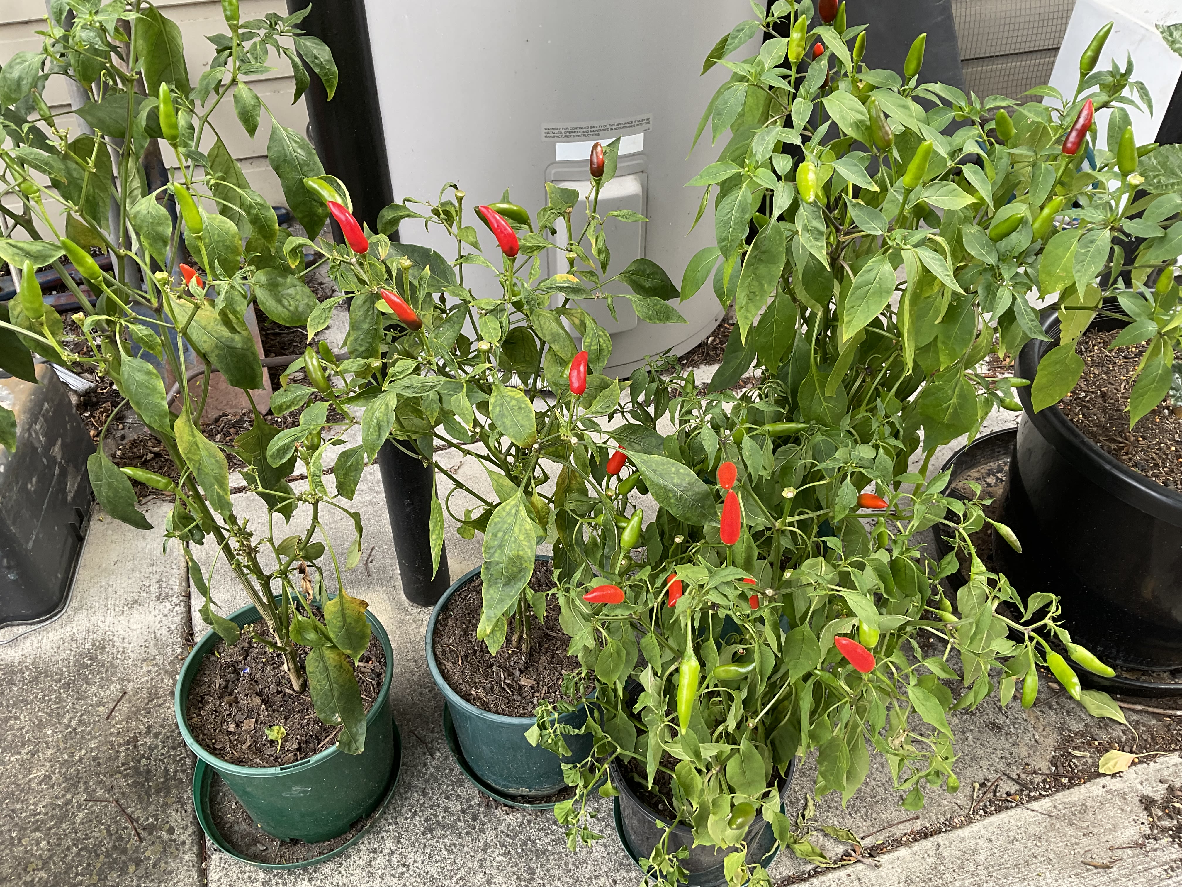 My Home Grown Chillies | bunch