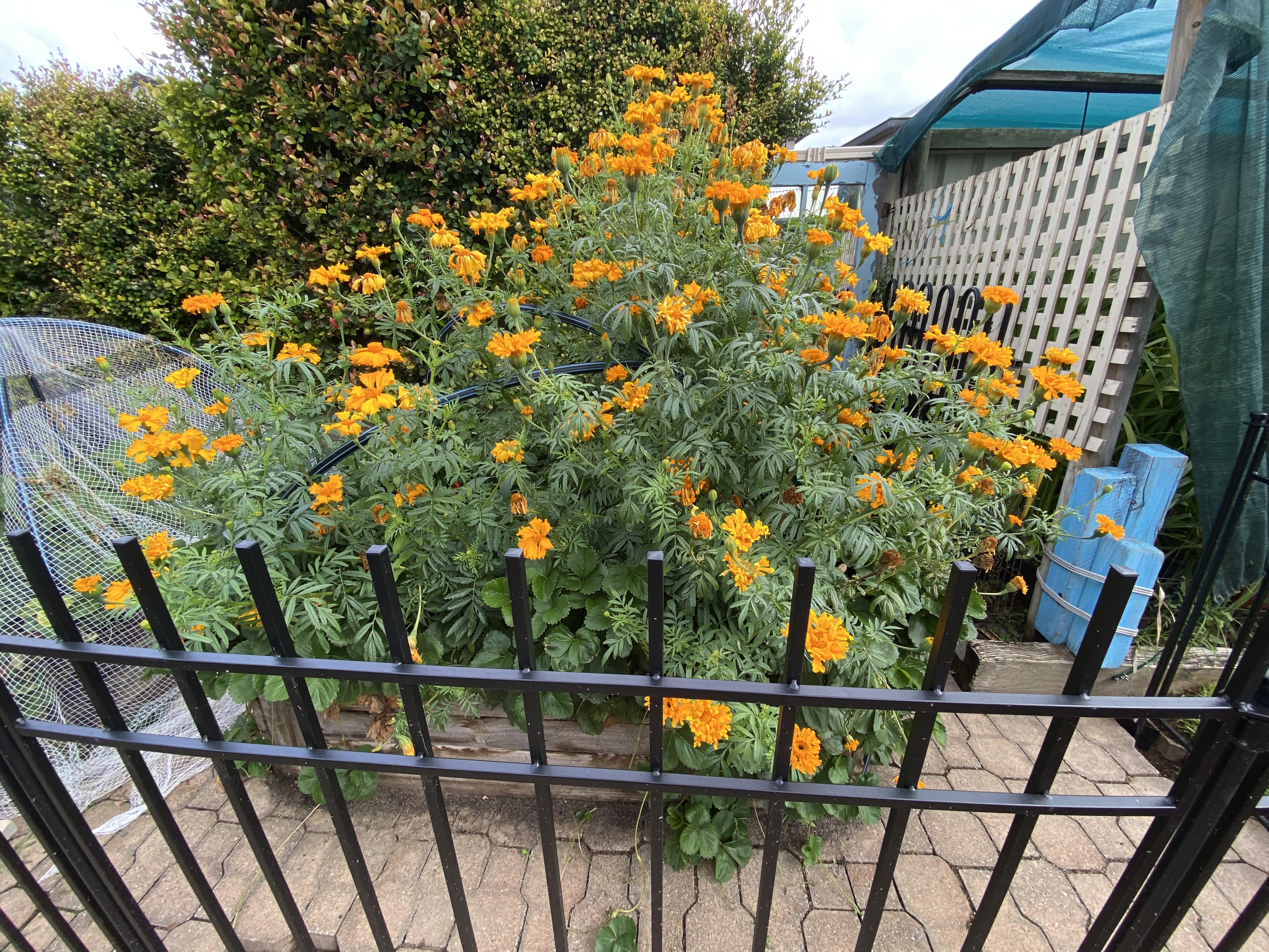 Marigold Harding Marigolds | bunch