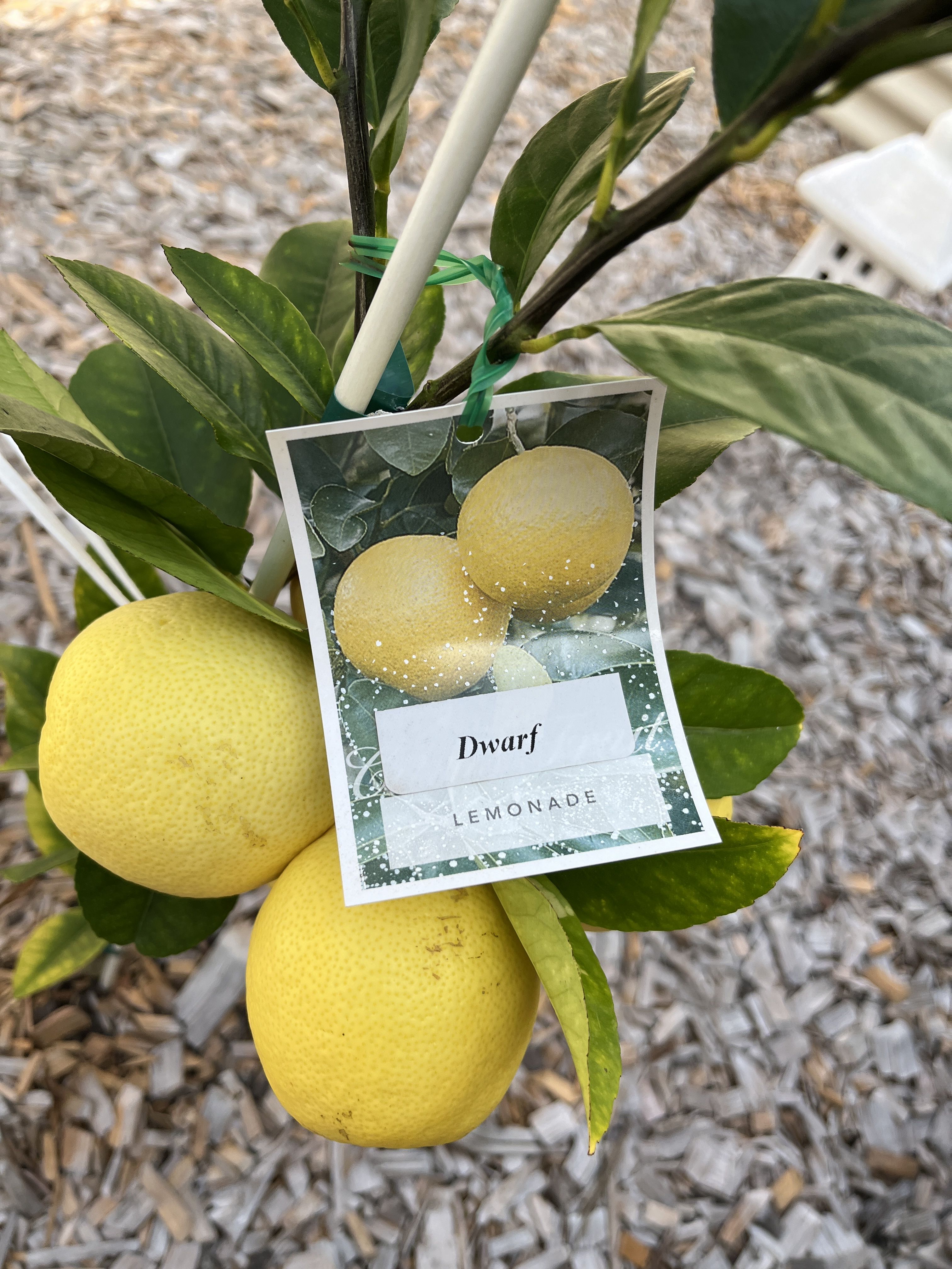 Growing Lemonade Trees bunch