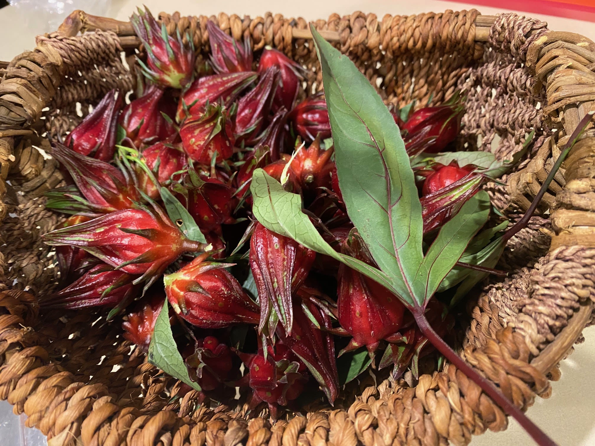 Rosella in the garden | bunch