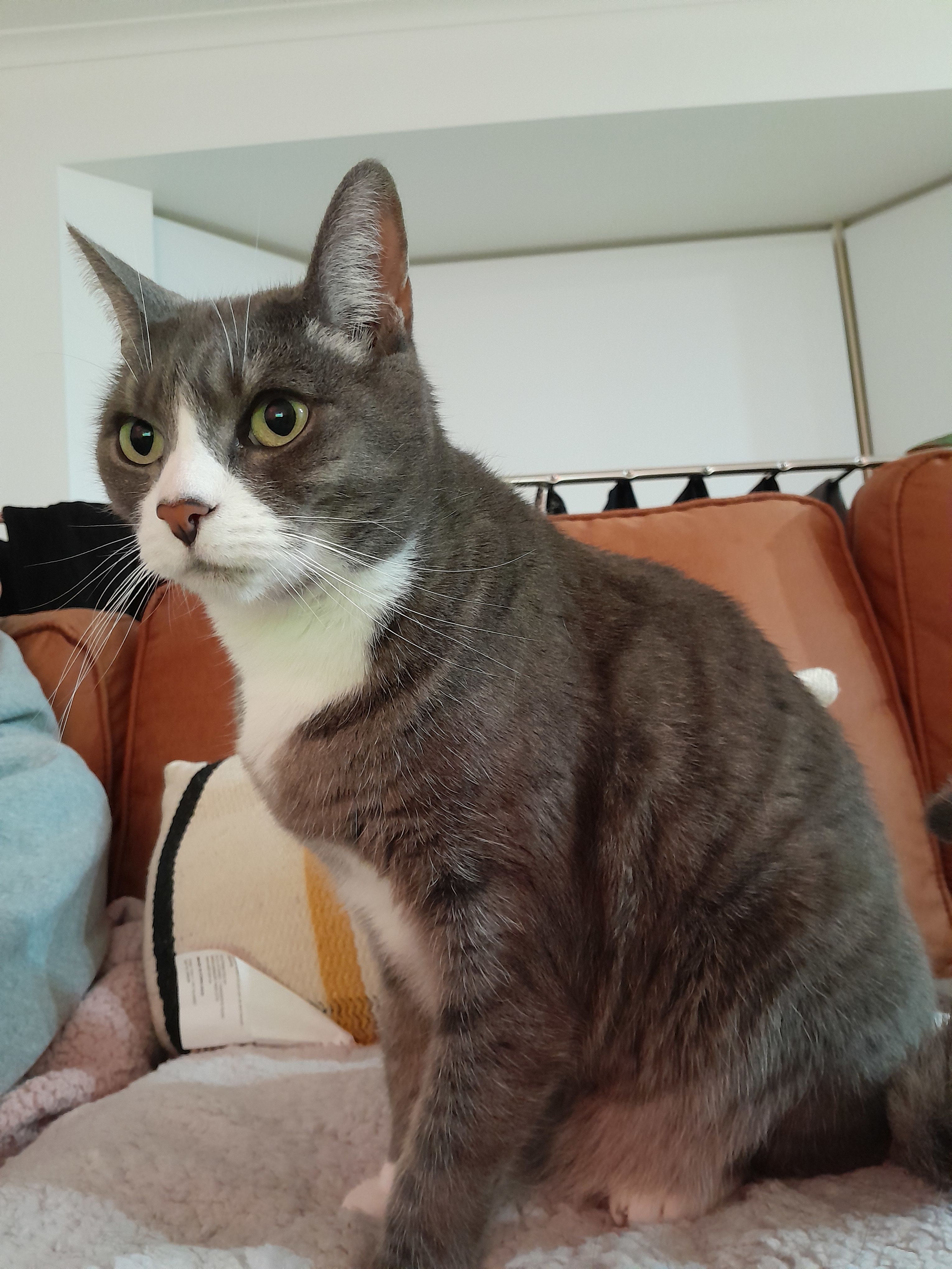 My pet Winsky is overweight bunch