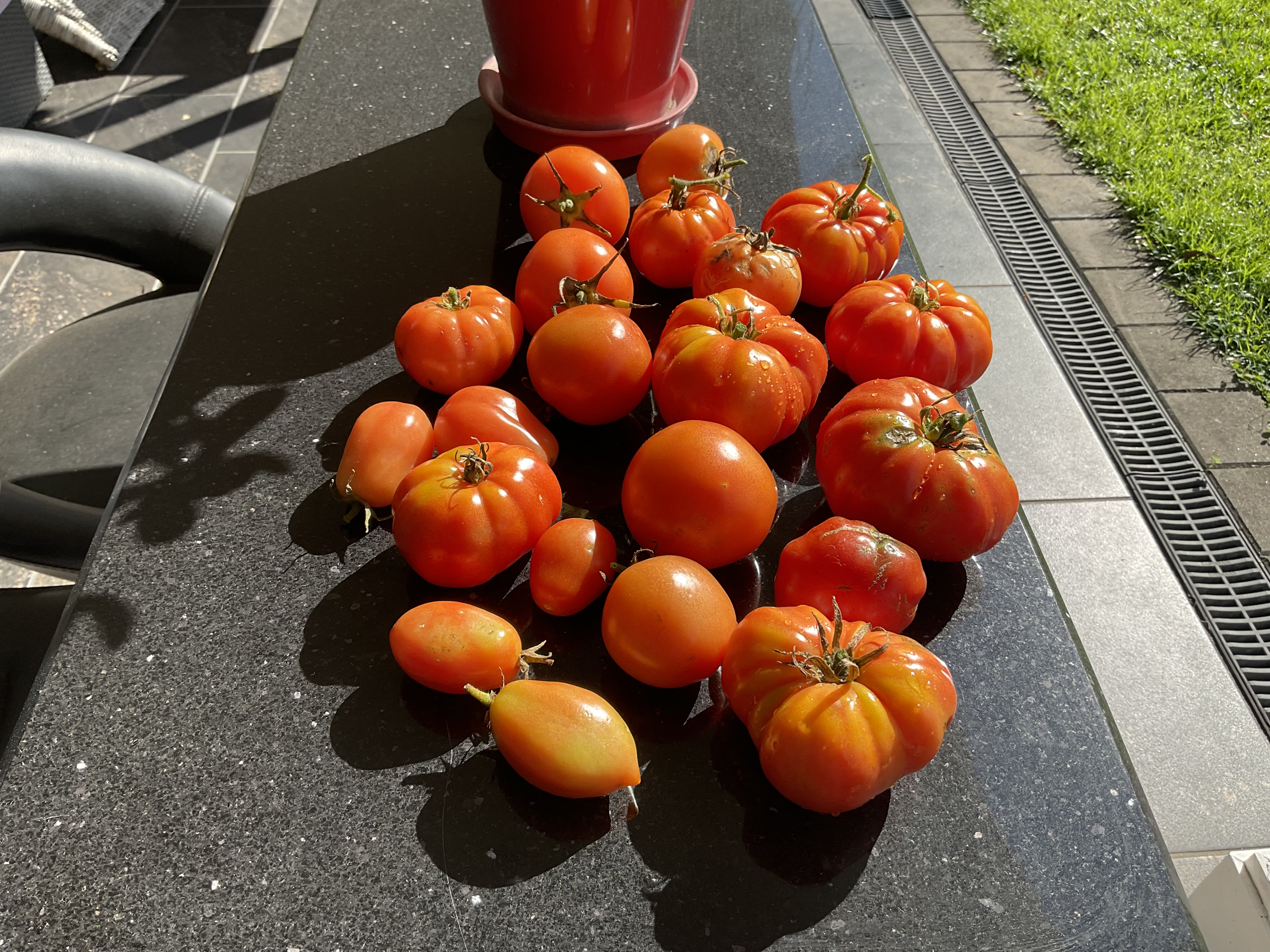 Plant those tomatoes deep (it works) | bunch