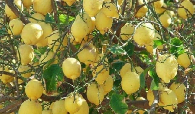 Sicilian Lemons