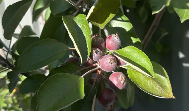 Redlove Apples have you tried them? bunch