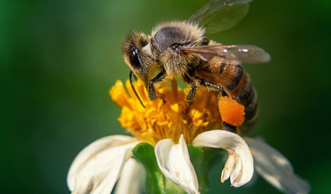 Bee inspired to cook with honey | bunch