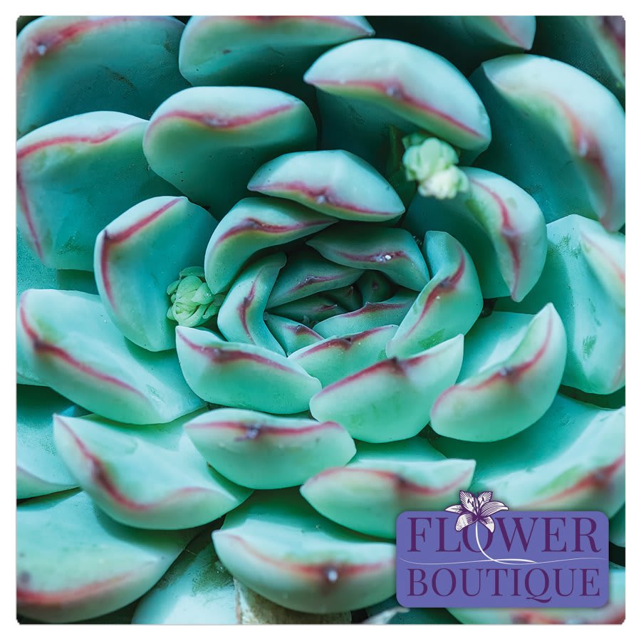 16" x 16" Gloss White ChromaLuxe Aluminum Photo Panel