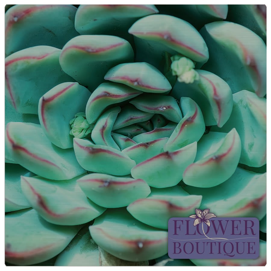 16" x 16" Gloss Silver ChromaLuxe Aluminum Photo Panel