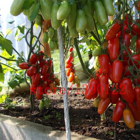 100 PCS big cherry tomato tree seeds italy new tomato seeds NO-GMO fruit and vegetable seeds for home garden planting