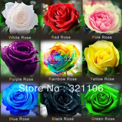 1080 Rose Seeds 9 Packs Each Color 120 Seeds -DIY Home Gardening Pot Balcony & Yard Fragrant Flower Plant Bonsai Decoration