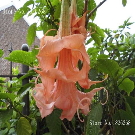 Bonsai flower Brugmansia Datura seeds Rare flower seeds Potted plantas Mixed color garden decoration plant 100pcs AA