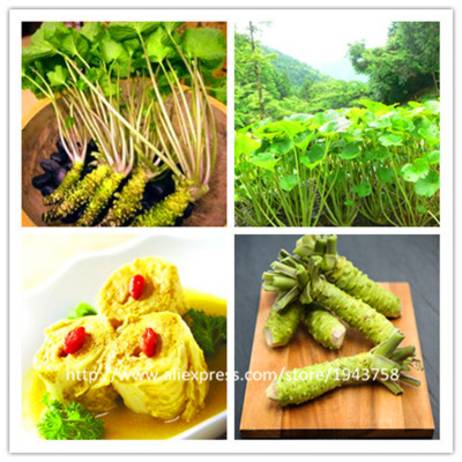 100pcs Wasabi Seeds send 300strawberry seeds gift, Japanese Horseradish Seed Vegetable Seeds Bonsai Plant DIY Home Garden Plants