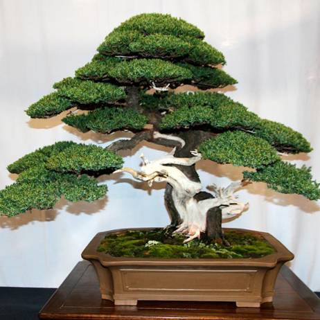50 juniper bonsai tree potted flowers office bonsai purify the air absorb harmful gases juniper seeds free shipping