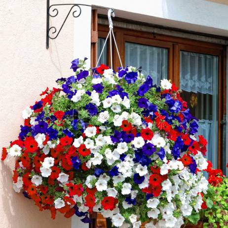 garden decoration bonsai 100 Mixed Petunia Seeds Annual Flowers High Appreciation value Decro DIY Your Garden Free Shipping