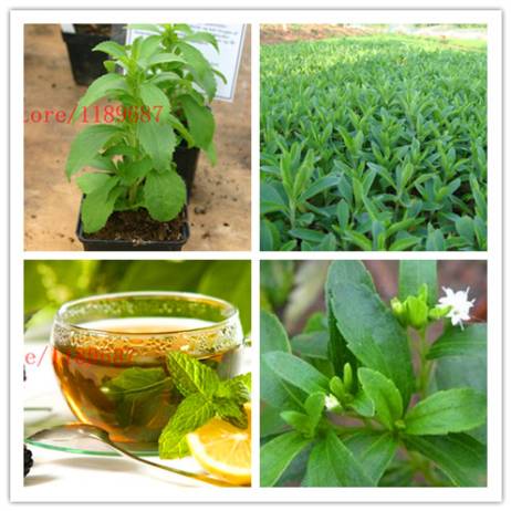 500 new Stevia Seeds, Stevia Herbs Seeds Green Herb, Stevia rebaudiana Semillas for Garden Planting chinese cheap herb seeds