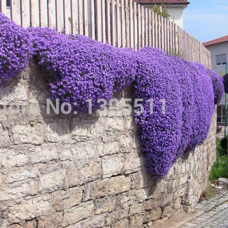 100/Rock Cress,Aubrieta Cascade Purple FLOWER SEEDS, Deer Resistant Superb perennial ground cover,flower seeds for home garden