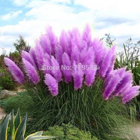 Beautiful Flowers seed Rare Purple Pampas Grass Garden plant Flowers Cortaderia Selloana Flower seeds,20pcs
