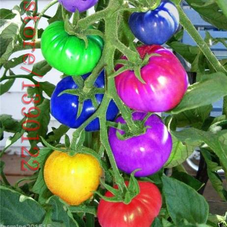 100pcs/bag rainbow tomato seeds, rare tomato seeds, bonsai organic vegetable & fruit seeds,potted plant for home &garden