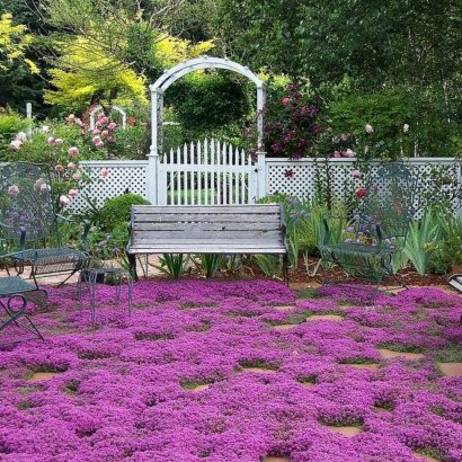 400 Creeping Thyme Herb the seeds of perennial flower garden Thymus landscaping, groundcover Wedding Decorations