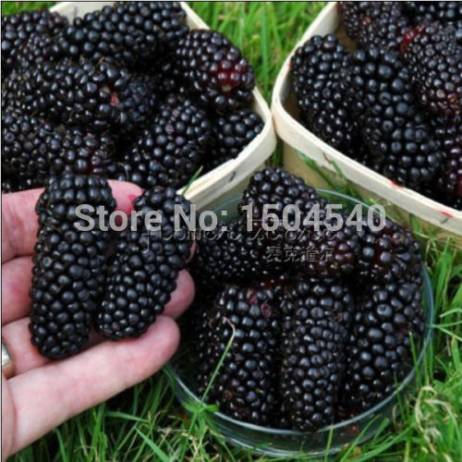 100nutritious Pre-Stratified Jumbo Thornless Blackberry Seeds juicy sweet healthy fruit DIY Home Garden Fruit Seeds