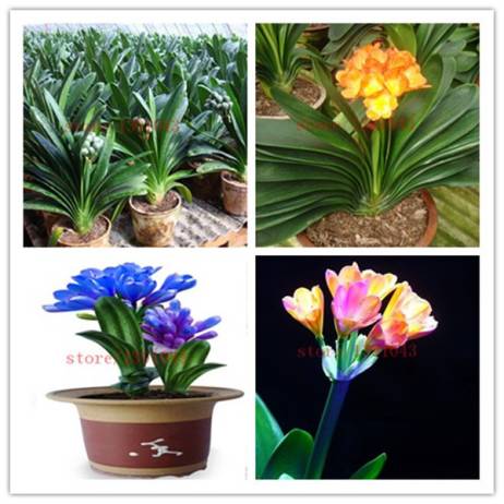 100 Clivia seeds, free shipping cheap Clivia seeds,Clivia potted seed, Bonsai balcony flower FOR home garden best gift for kids