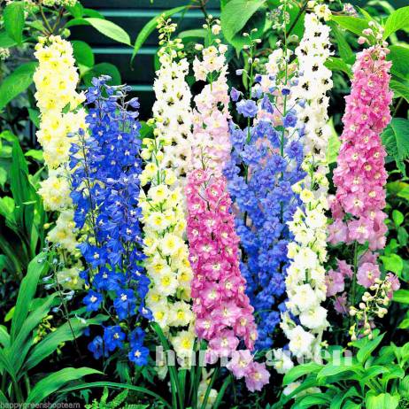 FLOWER SEEDS DELPHINIUM SEEDS MIX - GIANT - Delphinium Cultorum seeds garden flower plant AA