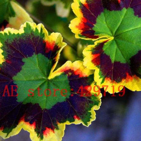 100 pcs rare japan Geranium Seeds Perennial Flower Pelargonium Peltatum Seeds Indoor Rooms for ornamental-plant Easy to grow