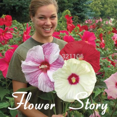 100 Giant Hibiscus Flower Seeds Hardy ,Mix Color, DIY Home Garden potted or yard flower plant,Free Shipping