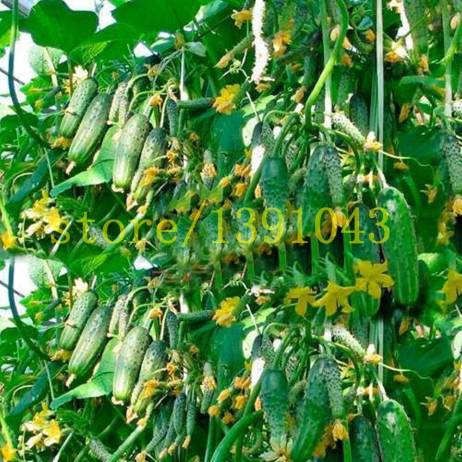 cucumber seeds 100 pcs japanese long cucumber seeds vegetable seeds for home NO-GMO seeds vegetables for home &garden planting