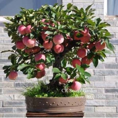 Trial product Bonsai Apple Tree Seeds 30 Pcs apple seeds (used wet sand sprouting )fruit bonsai garden in flower pots planters