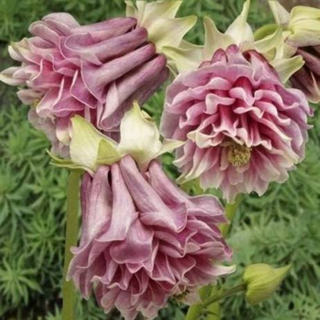 authentic PETTICOAT COLUMBINE AQUILEGIA seeds flower seeds rare plants, Bonsai organic 20seeds Wholesale
