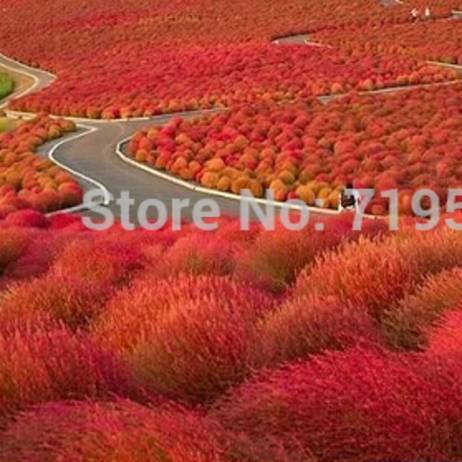 Grass seeds Perennial 100 seeds Grass Burning Bush Kochia Scoparia Seeds Red Garden Ornamental easy grow