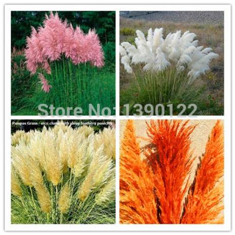 1200 PCS/package PAMPAS GRASS seeds ,rare reed flower seeds for home garden planting Selloana Seeds Garden decoration DIY!