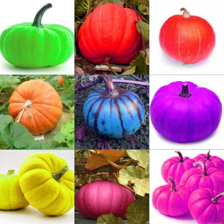 Grade AAAAA 20pcs /bag 9 kind of color rare Pumpkin seeds Outdoor Garden Vegetable Seed easy plants sent gift