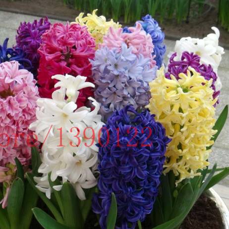 2015 new Hyacinthus Orientalis seeds, cheap Hyacinth seeds, Hyacinth potted seed, Bonsai balcony flower seeds for home garden