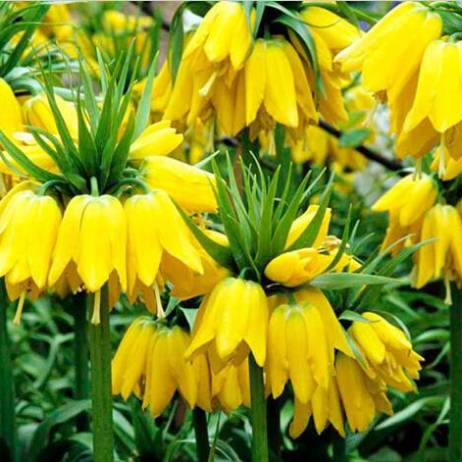 50 seeds Yellow Imperial Crown Seeds Fritillaria imperialis Lutea Seeds Easy To Grow Plant
