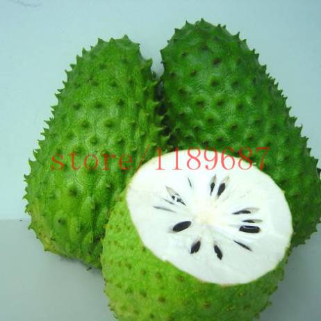 20 pcs SOURSOP Graviola Guanabana Annona muricata SEEDS Tropical Fruit NO-GMO good for health