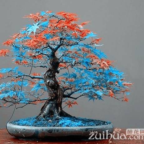 Rare Blue Maple Seeds Bonsai Tree Plants Pot Suit for DIY Home Garden Japanese Maple Seeds 20 Pcs / Kinds Free Shipping