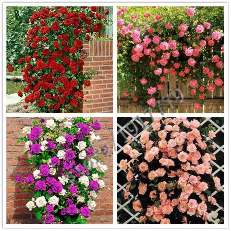 100pcs Climbing Rose seeds, rare plant rose seeds, home & garden, bonsai garden flowers. Multi-color selection