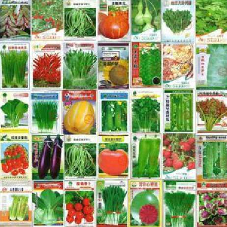 100pcs Vegetable seeds wholesale and different vegetable seed family potted balcony garden four seasons pl