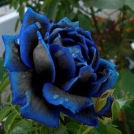 Free Shipping 50 Midnight Supreme Rose Seeds , Rare Color, Real Seeds, Ideal Diy Home Garden Flower