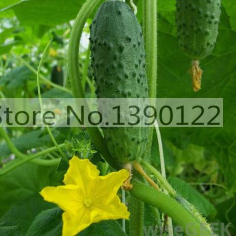 50 japan mini cucumber seeds ORZEL extremely early, Polish variety, for open soil growing vegetable seeds for organic food