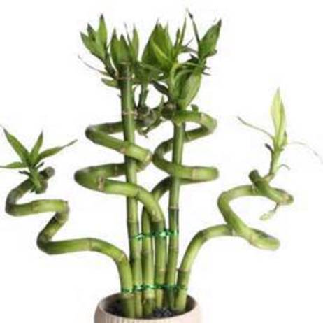 20 pcs / bag,Lucky Bamboo seeds, potted balcony, planting is simple, budding rate of 95%, radiation absorption, mixed colors