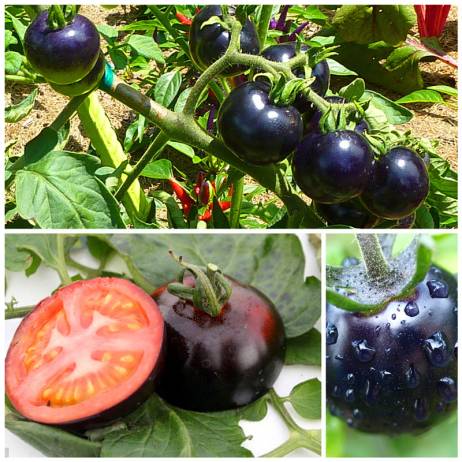 200 /bag black tomato seeds vegetable and fruit seeds Resistant to diseases ornamental-plant fruit-tree-seedlings