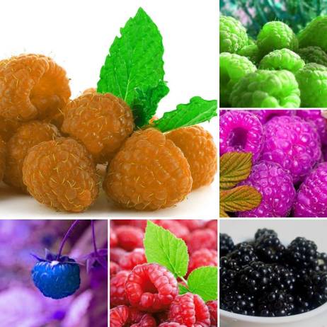 1000pcs/bag SEEDS Wild Raspberry Seeds fo...