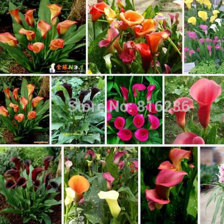 Promotions Bonsai and Colorful Calla Lily Seed Rare Plants Flowers Seeds(not Calla Lily Bulbs) -50 Pcs Calla Seeds
