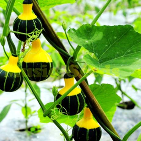 1BAG=30pcs pumpkin seeds RARE chinese rainbow bulb vegetable seeds herb mini bonsai planter home & garden free shipping