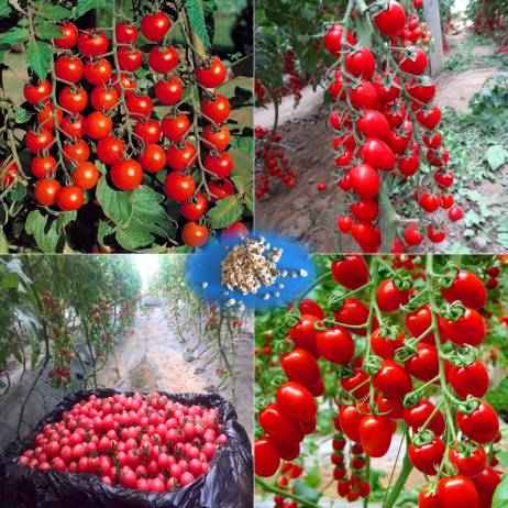 200 - Greek tomato seeds heirloom sweet gardening seeds plants non gmo vegetable seeds for home garden planting sent gift